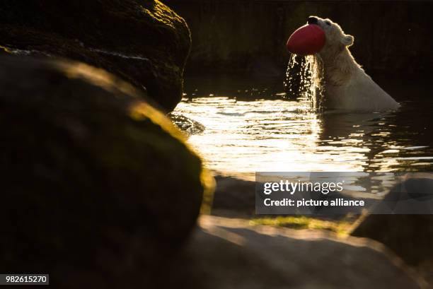 Polar bear Quintana plays in the water and seems to enjoy the sun at zoo 'Tierpark Hellabrunn' in Munich, Germany, 29 January 2018. Photo: Lino...