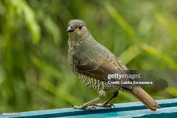 female bowerbird - bowerbird bildbanksfoton och bilder