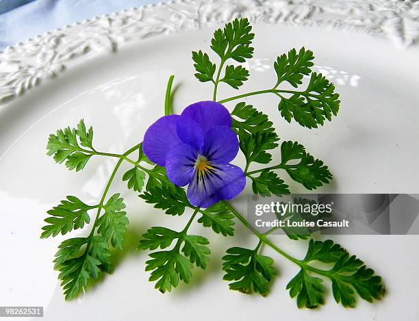 the unbearable lightness of chervil - chervil stock pictures, royalty-free photos & images