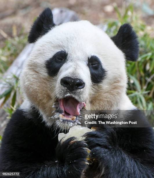 Mei Xiang, a female Giant Panda, enjoys a fruit pop snack on Tuesday afternoon. She has given birth to six cubs at the Smithsonian National Zoo.