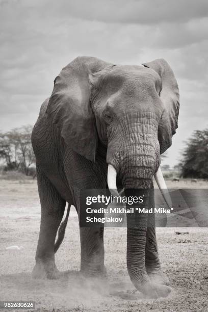 the great tusker - tusker stock pictures, royalty-free photos & images