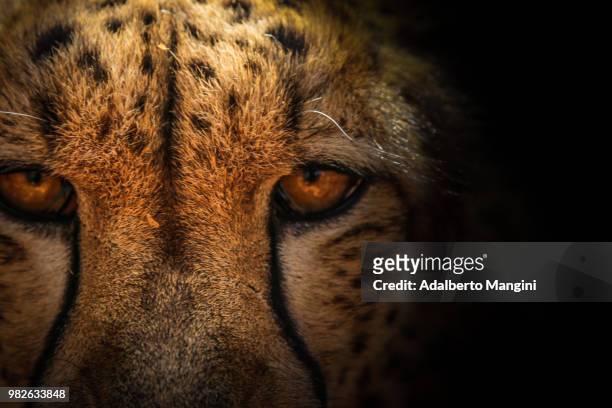 2,350 Cheetah Face Photos and Premium High Res Pictures - Getty Images