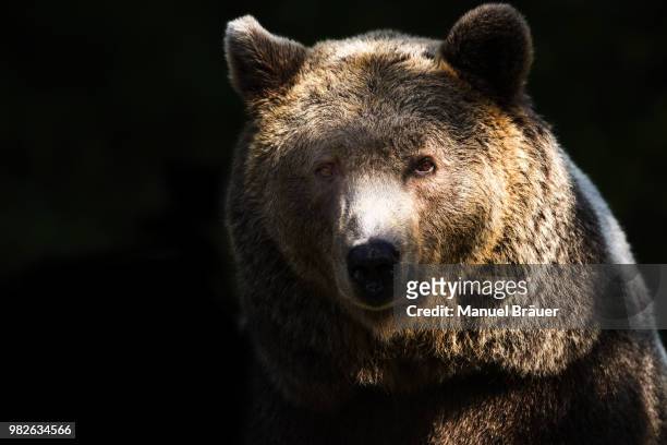 hansaviertel, germany - bear stock-fotos und bilder