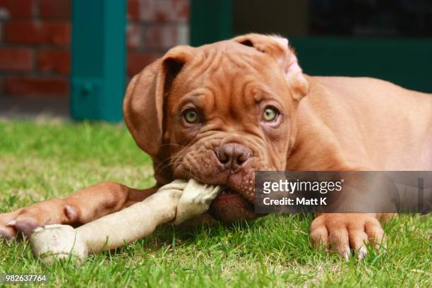 a french mastiff puppy playing with a chew toy. - dog with a bone stockfoto's en -beelden