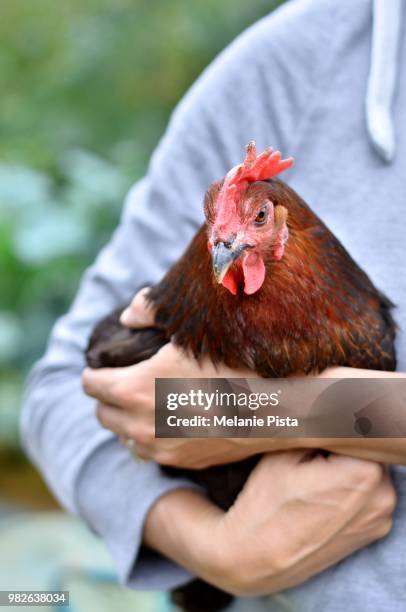 a woman's arms holding a hen. - hen stock pictures, royalty-free photos & images