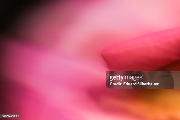 rose study 1 - silberbauer stock pictures, royalty-free photos & images