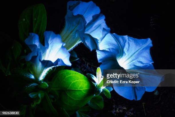 flower glowing in blue - koper stock pictures, royalty-free photos & images
