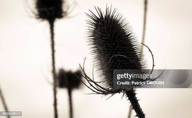 chardons - thistle silhouette stock pictures, royalty-free photos & images