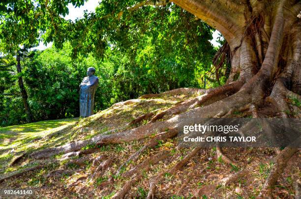 giant roots - new caledonia stock pictures, royalty-free photos & images