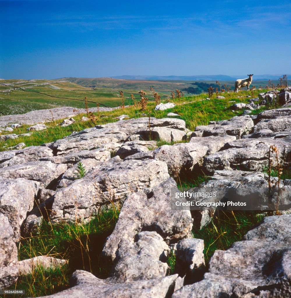 Limestone pavement Yorkshire Dales national park England