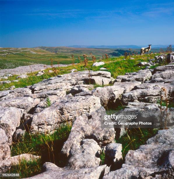 Limestone pavement Yorkshire Dales national park England.