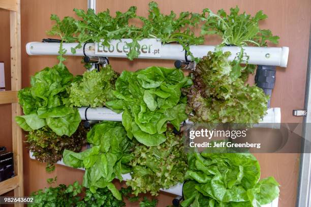 Portugal, Porto, CidadeMais, hydroponic garden demonstration.