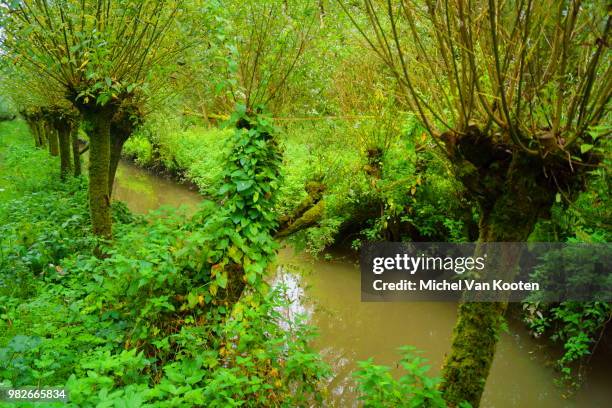 rhoon - rhoon stockfoto's en -beelden