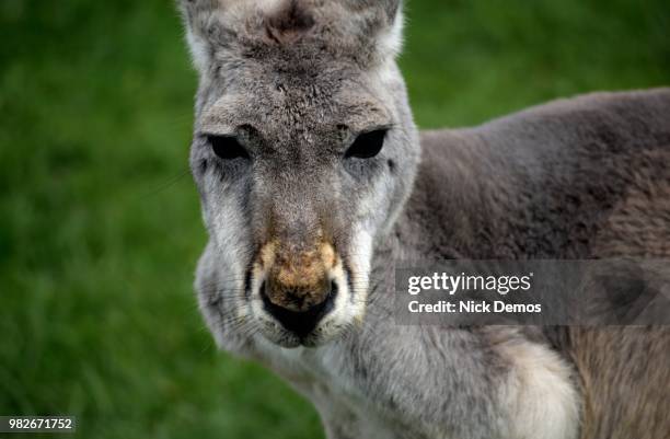 The Man Downstairs Demos Photos and Premium High Res Pictures Getty