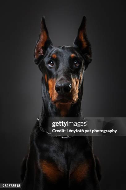 portrait of a doberman. - dog black background stock pictures, royalty-free photos & images