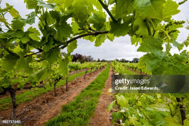 adelaide, south australia, australia - adelaide vineyard stock pictures, royalty-free photos & images