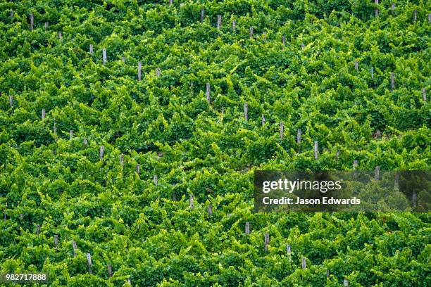 piccadilly valley, adelaide, carey gully, south australia, australia - adelaide vineyard stock pictures, royalty-free photos & images