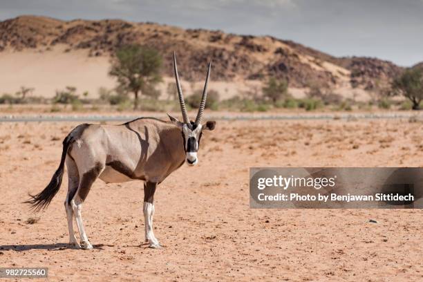 oryx at sesriem campsite in the namib naukluft park, namibia, africa - antilope stock-fotos und bilder