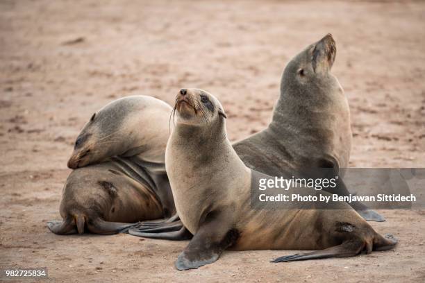 group of cape fur seal at cape cross seal reserve, a small headland in the south atlantic in skeleton coast, erongo region, western namibia. - cape fur seal stock pictures, royalty-free photos & images