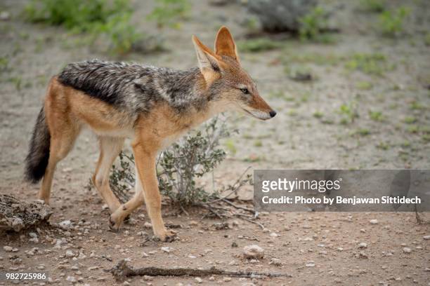 black-backed jackal on field in etosha national park, namibia, africa - omnivorous stock pictures, royalty-free photos & images