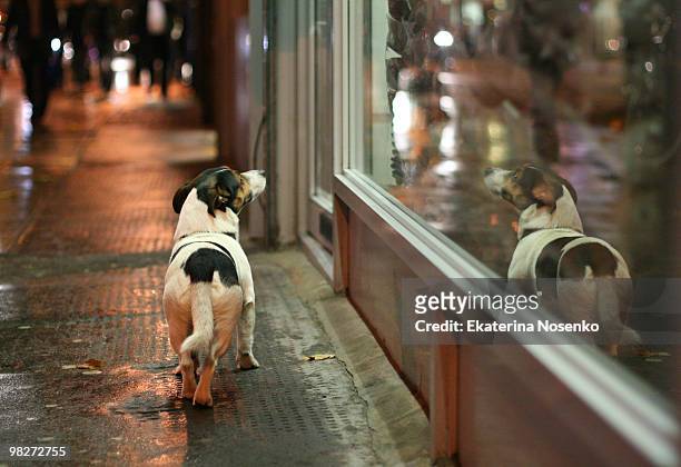 doggy and window shopping - animales salvajes fotografías e imágenes de stock