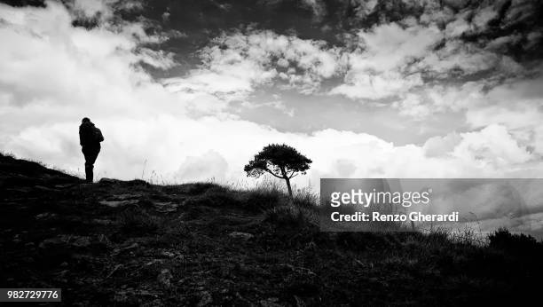 lone walker and tree - renzo gherardi 個照片及圖片檔