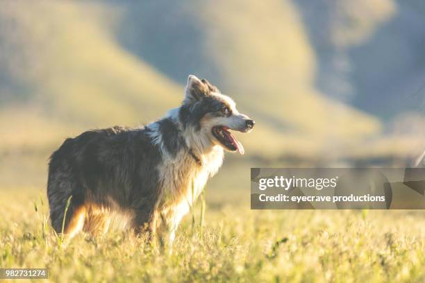 utah kuh hunde western im freien und rodeo stampede roundup reitpferde vieh hüten - country western outside stock-fotos und bilder