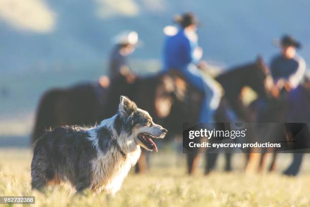 utah cow dogs western outdoors and rodeo stampede roundup riding horses herding livestock - cattle herd stock pictures, royalty-free photos & images