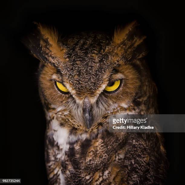 great horned owl on black background - mocho orelhudo - fotografias e filmes do acervo