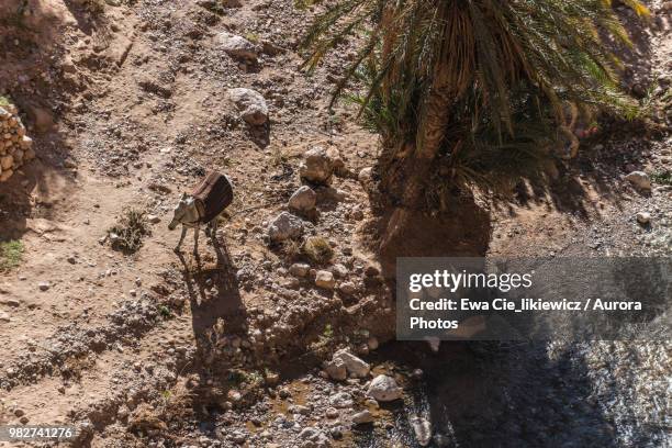 view from above of standing donkey, todra gorge, morocco - todra gorge stock pictures, royalty-free photos & images