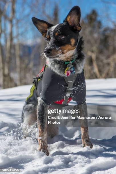 australian cattle dog sitting on snow, colorado, usa - dog coat stock pictures, royalty-free photos & images