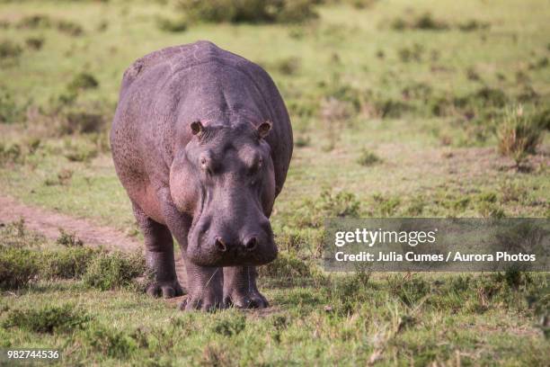 hippopotamus (hippopotamus amphibius), masai mara national reserve, kenya - hippopotamus stock pictures, royalty-free photos & images