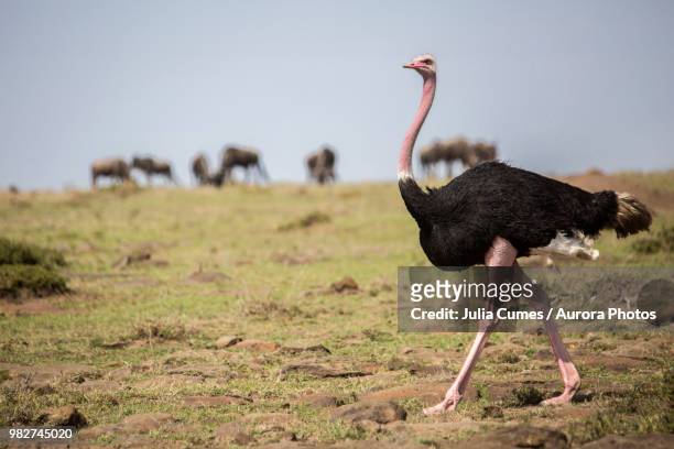 male ostrich (struthio camelus), masai mara national reserve, kenya - ostrich 個照片及圖片檔