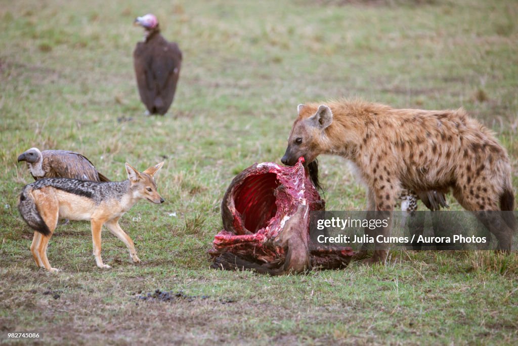 Hyena feeding on prey, Masai Mara National Reserve, Kenya