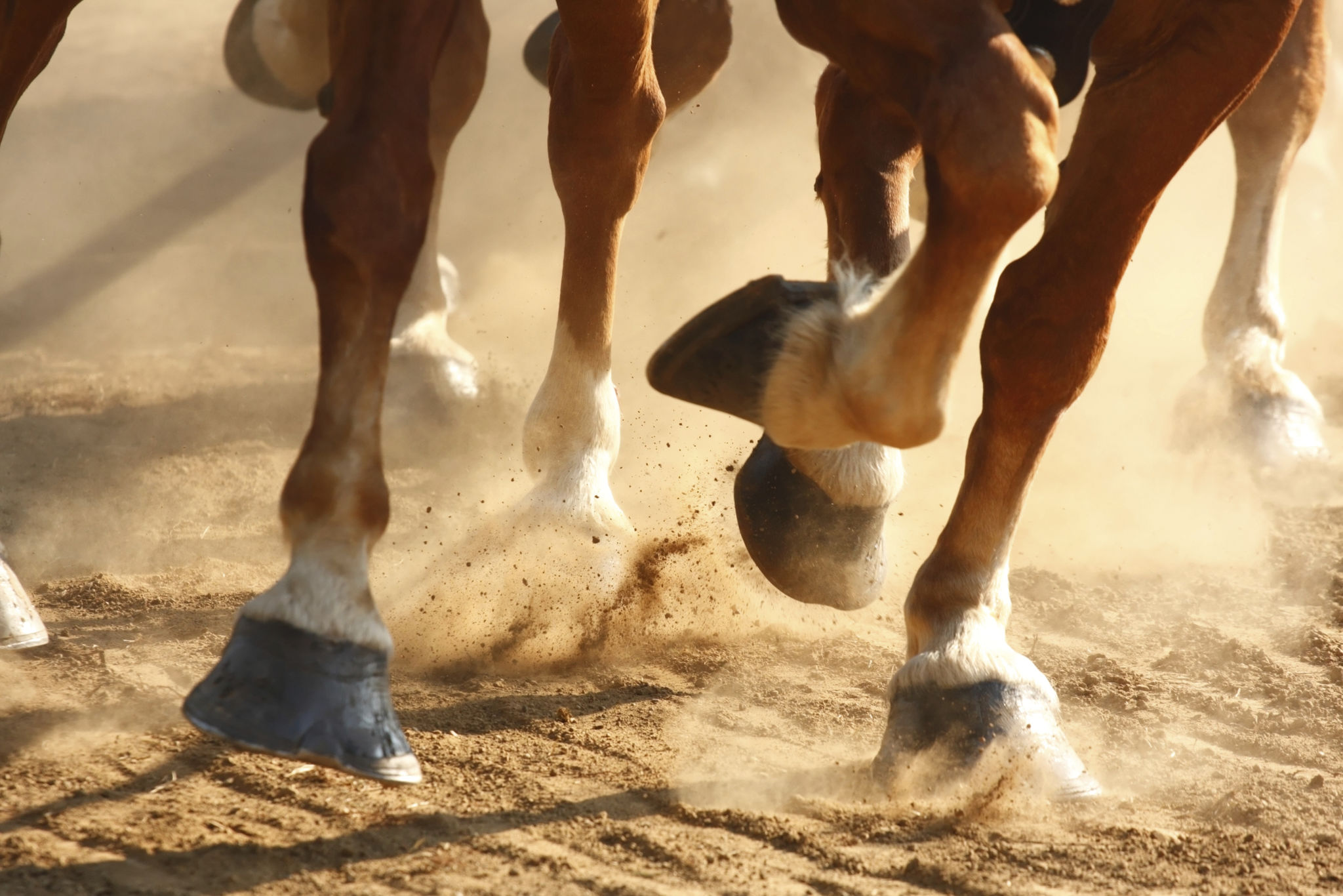 horse hooves closeup