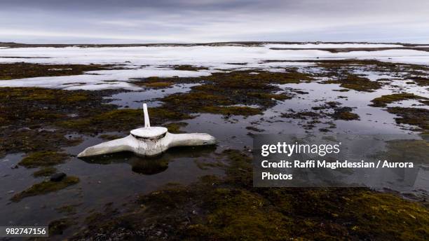 whale vertebra bone in tundra, forlandsundet, spitsbergen, svalbard and jan mayen, norway - vertebras fotografías e imágenes de stock