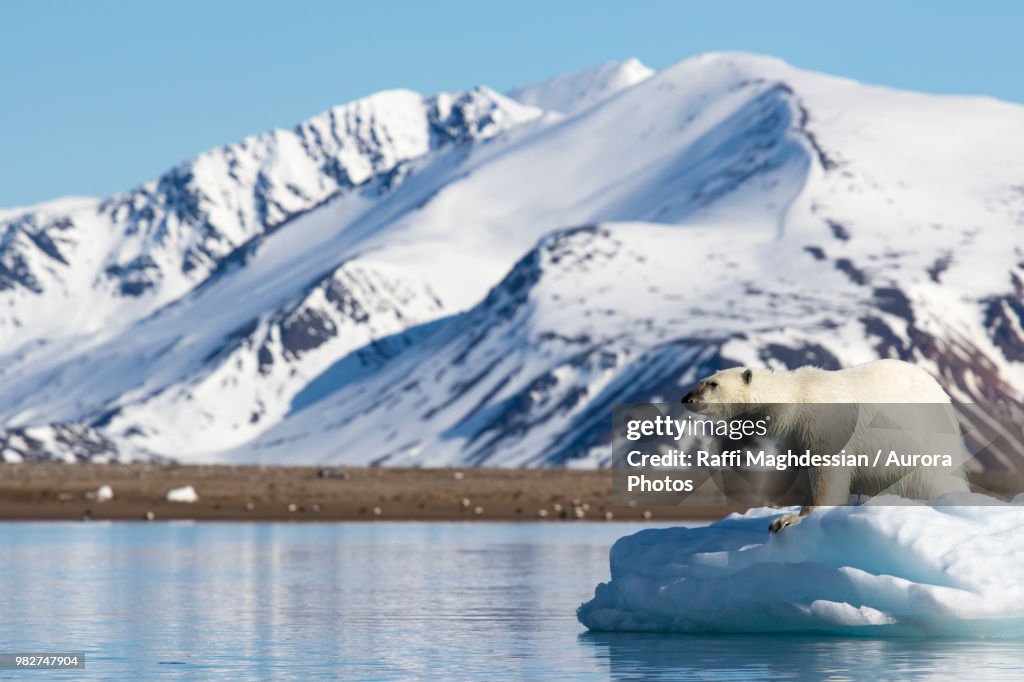 Polar bear (Ursus maritimus) on pack ice, Spitsbergen, Svalbard and Jan Mayen, Norway