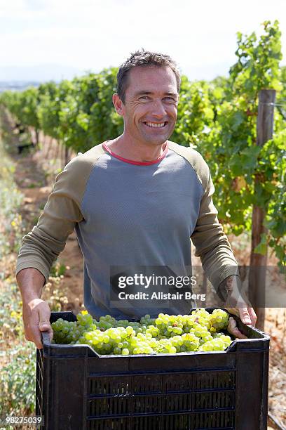 portrait of farmer with grape harvest - newbusiness stock pictures, royalty-free photos & images