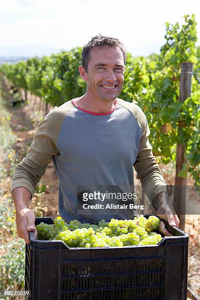portrait of farmer with grape harvest - newbusiness bildbanksfoton och bilder