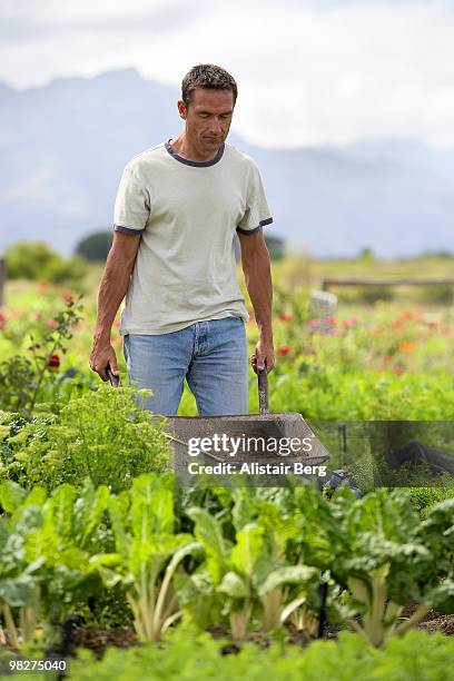 farmer with wheelbarrow - newbusiness stock pictures, royalty-free photos & images