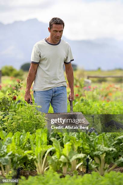 farmer with wheelbarrow - newbusiness bildbanksfoton och bilder