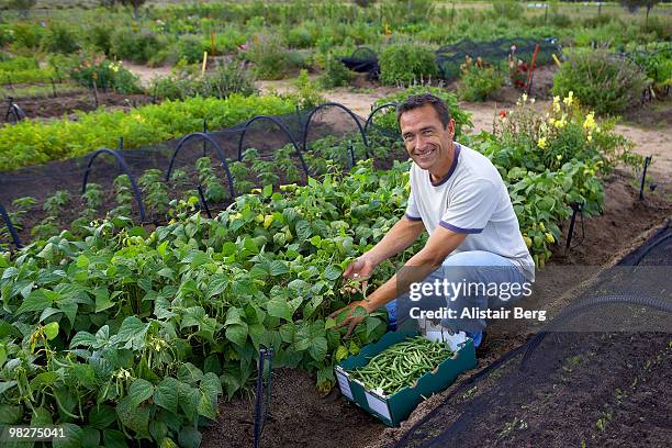 portrait of farmer in market garden - newbusiness stock pictures, royalty-free photos & images