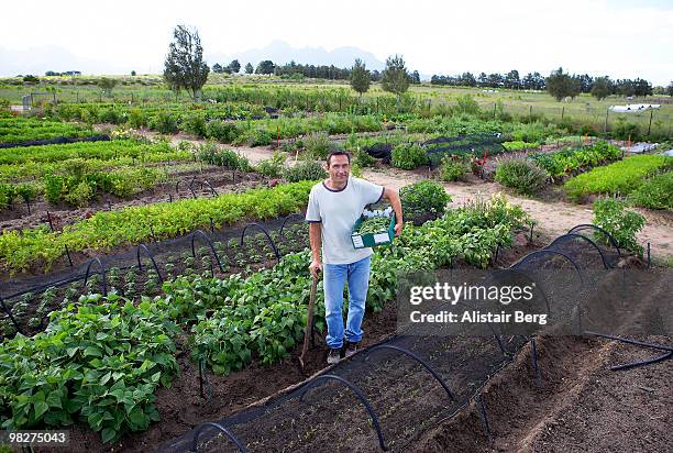 farmer working in market garden - newbusiness stock pictures, royalty-free photos & images