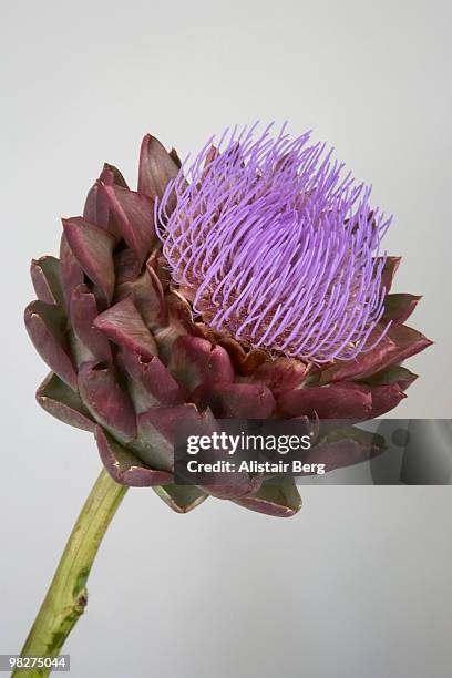 globe artichoke flower - globe flower stock pictures, royalty-free photos & images