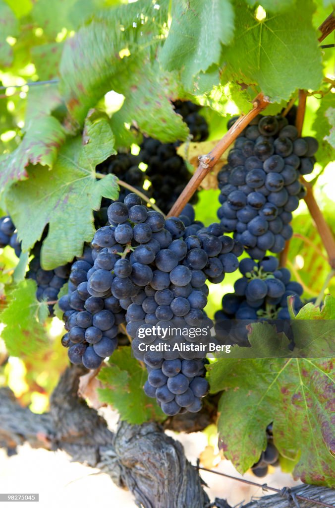Red wine grapes hanging on vine