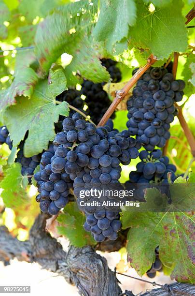 red wine grapes hanging on vine - newbusiness stock pictures, royalty-free photos & images