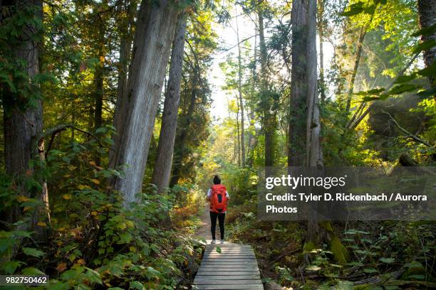 hiker crossing forest boardwalk, maribel, wisconsin, usa - v wisconsin ストックフォトと画像