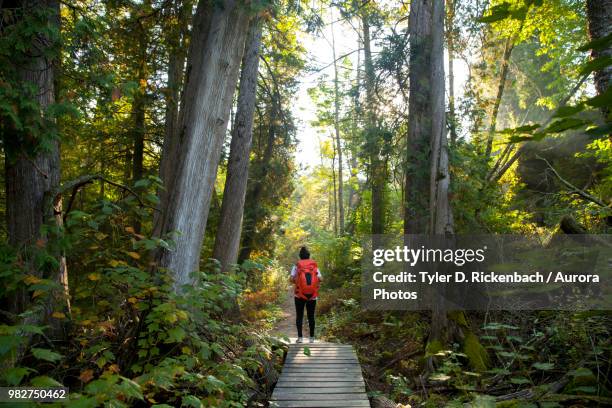hiker crossing forest boardwalk, maribel, wisconsin, usa - (wisconsin) stockfoto's en -beelden