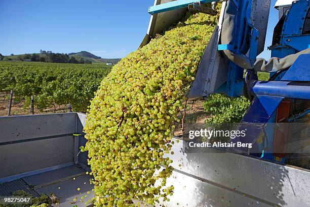 grape harvester - newbusiness stock pictures, royalty-free photos & images