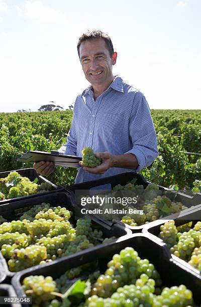 portrait of farmer with grape harvest - newbusiness stock pictures, royalty-free photos & images